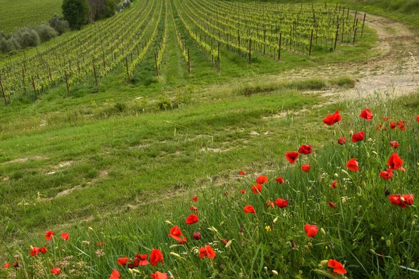イタリアのトスカーナ州の春の季節の間にキアンティ地方の赤いポピーと美しいブドウ畑 — ストック写真