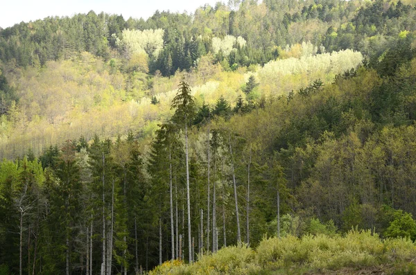 アレッツォ近くのアペニン山脈の森のモミやカラマツの木 イタリアのトスカーナ州 — ストック写真