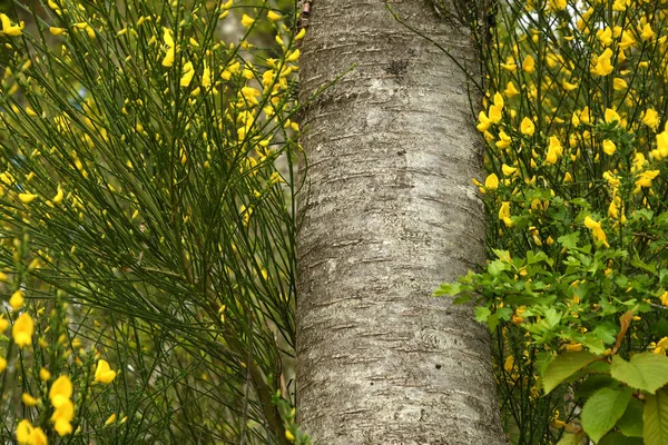 Tronco Faia Floresta Com Vassouras Florescentes — Fotografia de Stock