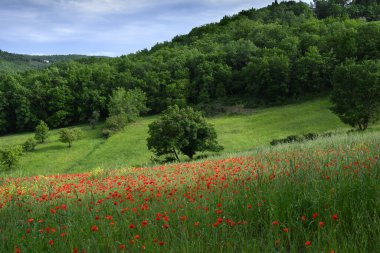 Toskana 'daki güzel kırmızı gelincik tarlası