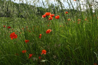 Kırmızı gelincikler tarlada. Toskana kırsal kesimi.