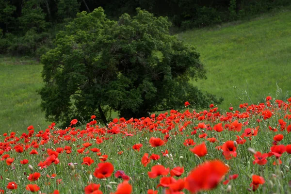 トスカーナの赤いケシの美しい畑 — ストック写真