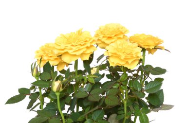 Beyaz arkaplanda izole edilmiş sarı güller