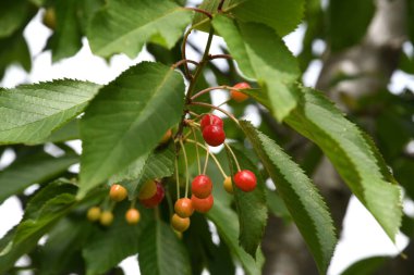 İlkbaharda ağaçta olgunlaşan kirazlar, seçici odaklanma