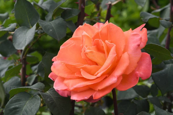 Nahaufnahme Orangefarbener Rosen Einem Garten — Stockfoto