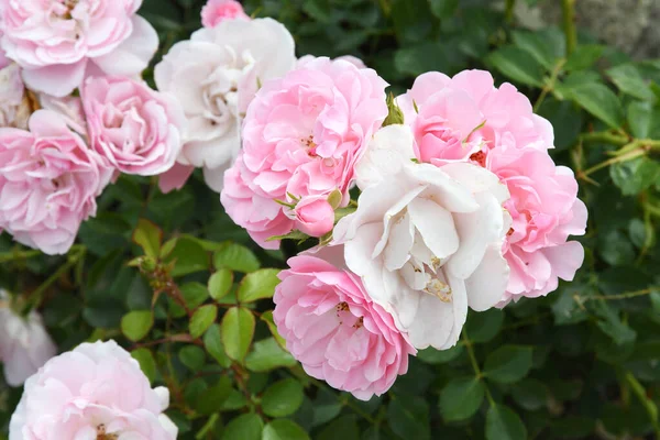 Frische Rosen Garten — Stockfoto