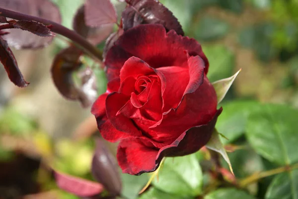 Nahaufnahme Von Roten Rosen Einem Garten — Stockfoto