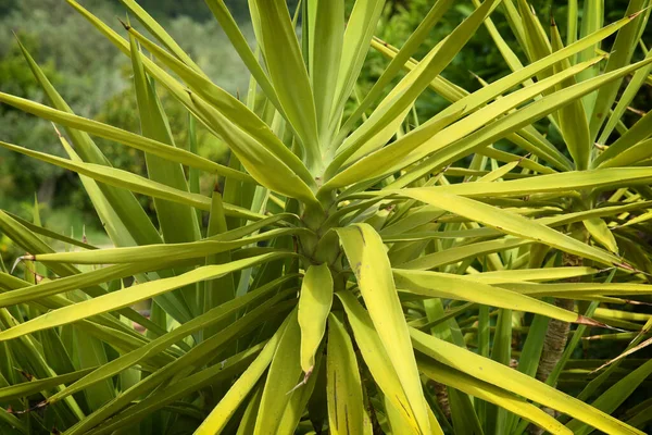 Szczegół Rośliny Palmowej Ogrodzie — Zdjęcie stockowe