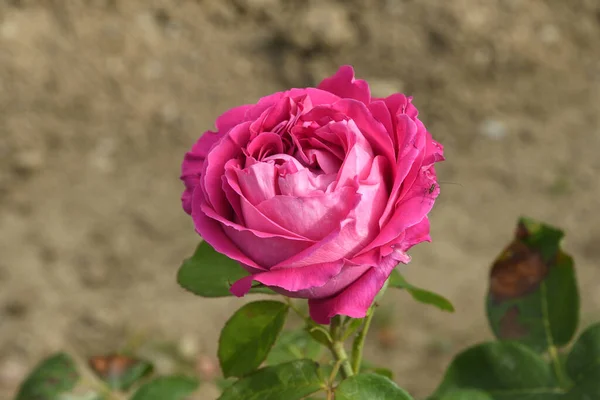 Nahaufnahme Einer Rosa Rose Einem Garten — Stockfoto