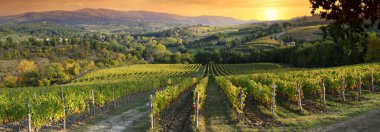Toskana 'daki güzel üzüm bağları gün batımında Greve yakınlarında, Chianti' de. Toskana, İtalya