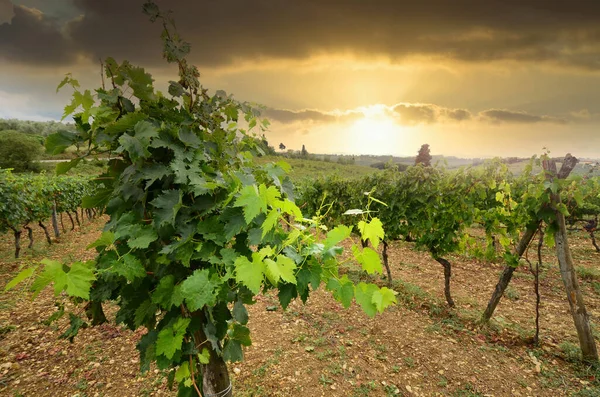 Green Leaves Vineyards Chianti Classico Area Sunset Tuscany Panzano Chianti — Stock Fotó