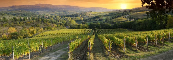 Beautiful Vineyards Tuscany Sunset Greve Chianti Tuscany Italy — Zdjęcie stockowe