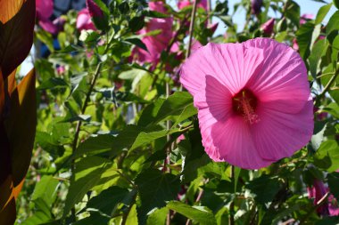 Floransa 'daki Piazzale Michelangelo Meydanı' nda bulunan bahçede güzel Pembe Hibiscus çiçekleri. İtalya.
