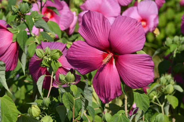 Hermosas Flores Hibiscus Rosa Jardín Situado Piazzale Michelangelo Florencia Italia — Foto de Stock