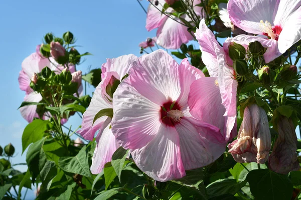 Hermosas Flores Hibiscus Rosa Jardín Situado Piazzale Michelangelo Florencia Italia —  Fotos de Stock