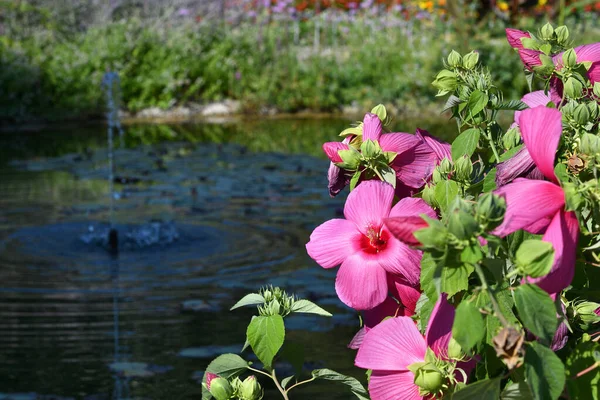 Hermosas Flores Hibiscus Rosa Jardín Situado Piazzale Michelangelo Florencia Italia —  Fotos de Stock