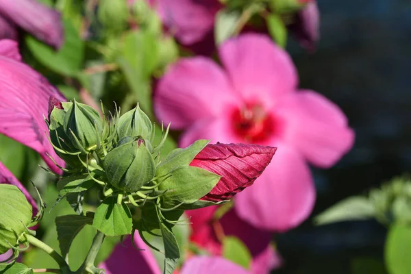 피렌체의 미켈란젤로에 정원에 아름다운 분홍빛 히비스커스 이탈리아 — 스톡 사진