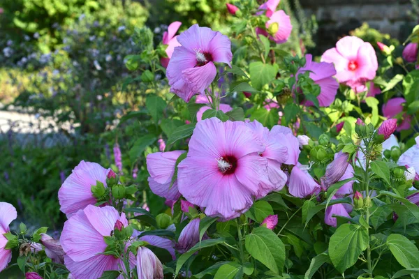 Hermosas Flores Hibiscus Rosa Jardín Situado Piazzale Michelangelo Florencia Italia — Foto de Stock