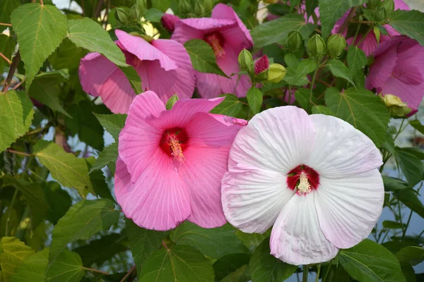 Hermosas Flores Hibiscus Rosa Jardín Situado Piazzale Michelangelo Florencia Italia — Foto de Stock