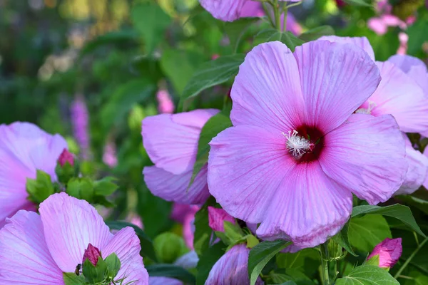 Linda Rosa Hibisco Flores Jardim Localizado Piazzale Michelangelo Florença Itália — Fotografia de Stock