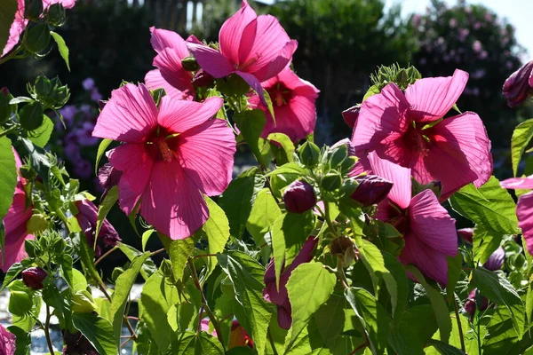 Linda Rosa Hibisco Flores Jardim Localizado Piazzale Michelangelo Florença Itália — Fotografia de Stock