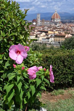 Beautiful pink hibiscus flower in a garden located at Michelangelo square with Cathedral of Santa Maria del Fiore on the Background. Italy.