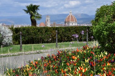 Ornamental chillies in a garden located at michelangelo square with nice view on the Cathedral of Santa Maria del Fiore in Florence, Italy.