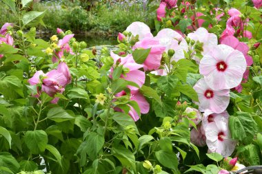 pink hibiscus flowers in a garden. Italy.