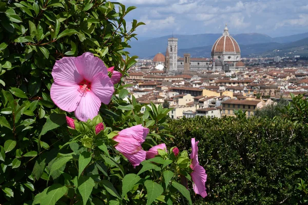 Beautiful Pink Hibiscus Flower Garden Located Michelangelo Square Cathedral Santa — Photo