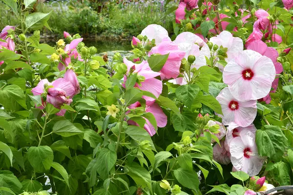 Pink Hibiscus Flowers Garden Italy — Foto de Stock