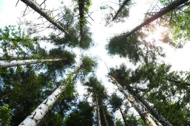 Köknar ormanının alt manzarası