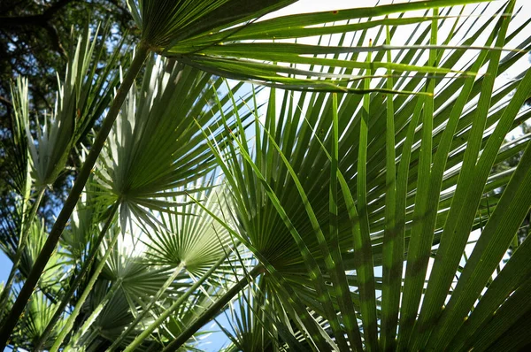 Palmiye Yapraklarının Ayrıntıları — Stok fotoğraf