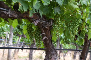 Temmuz ayında Chianti üzüm bağlarında genç üzüm kümeleri yetişir. Toskana, İtalya
