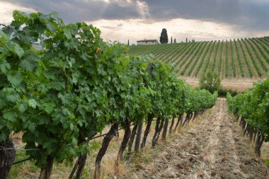 Toskana kırsalında, bulutlu gökyüzü olan Chianti Classico bölgesinde güzel bir üzüm bağı. İtalya