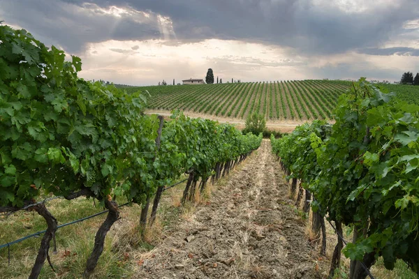 Krásná Vinice Toskánské Krajině Oblasti Chianti Classico Zataženou Oblohou Itálie — Stock fotografie