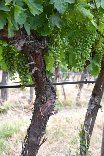 Jovens Cachos Uvas Verdes Crescem Nas Vinhas Chianti Julho Toscana — Fotografia de Stock