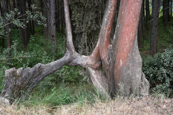 Detail Stamm Der Zypresse — Stockfoto