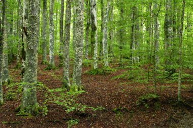 Toskana Dağları 'ndaki güzel kayın ormanı, bahar mevsimi. İtalya.