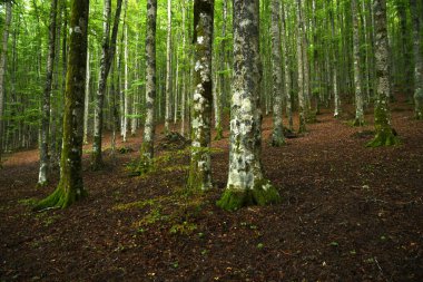 beautiful beech forest on tuscany mountains, spring season. Italy. clipart