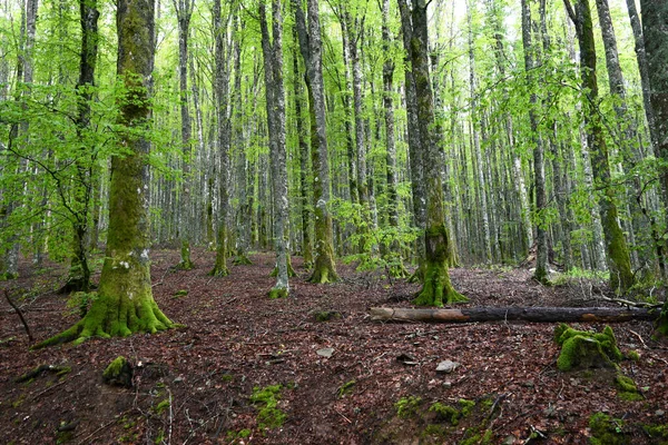 Bela Floresta Faia Montanhas Toscana Estação Primavera Itália — Fotografia de Stock