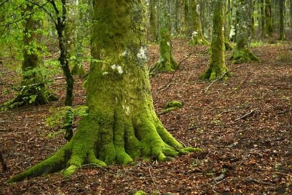 Detalj Rötter Och Stam Bok Med Grön Mossa Vackra Skogarna — Stockfoto