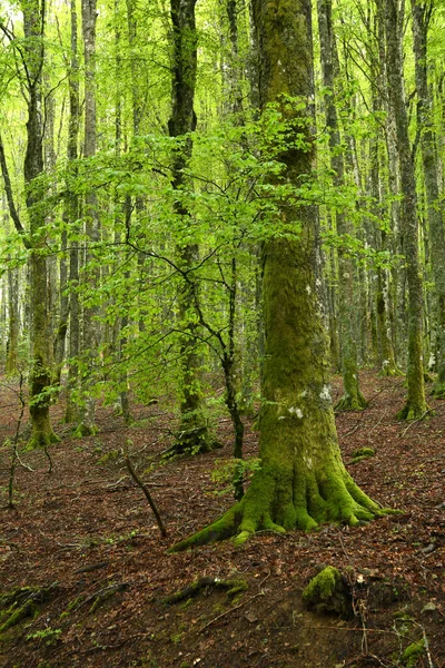 Detalle Las Raíces Tronco Haya Con Musgo Verde Los Hermosos — Foto de Stock