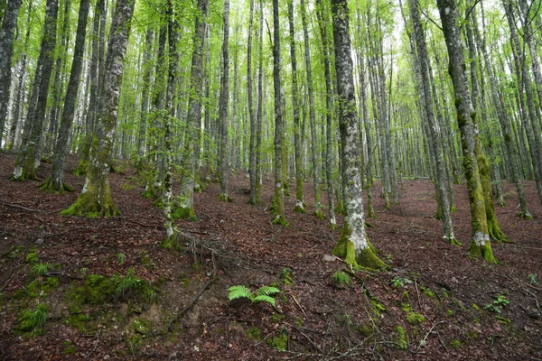 Bela Floresta Faia Montanhas Toscana Estação Primavera Itália — Fotografia de Stock