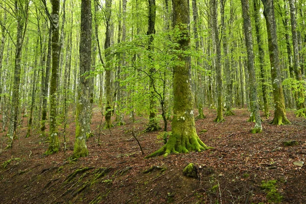 Prachtig Beukenbos Het Toshigebergte Voorjaarsseizoen Italië — Stockfoto