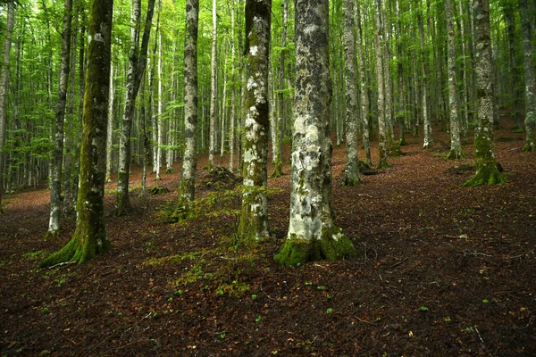 Bela Floresta Faia Montanhas Toscana Estação Primavera Itália — Fotografia de Stock