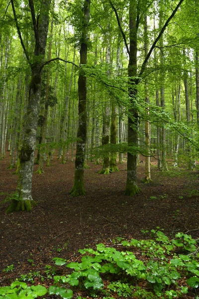 Bela Floresta Faia Montanhas Toscana Estação Primavera Itália — Fotografia de Stock