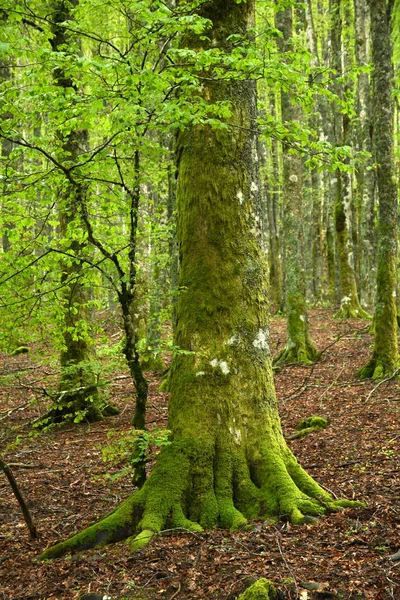 Detalle Las Raíces Tronco Haya Con Musgo Verde Los Hermosos — Foto de Stock