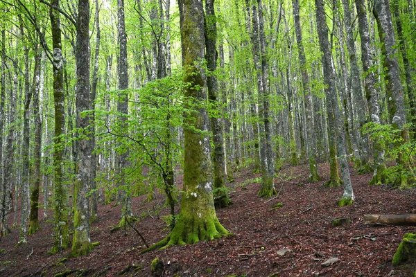 Hermoso Bosque Hayas Las Montañas Toscana Temporada Primavera Italia — Foto de Stock