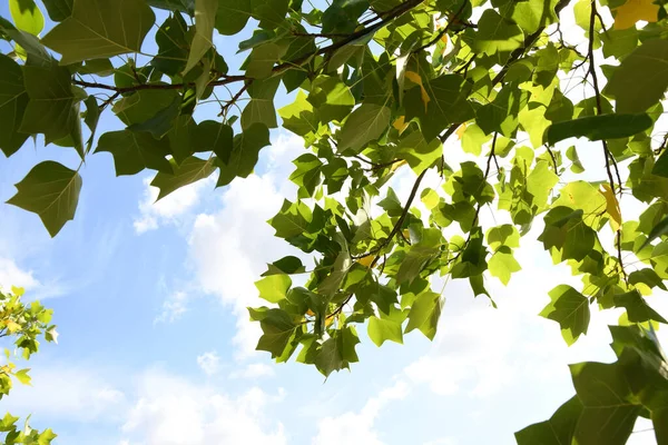 Green leaves of maple against the blue sky