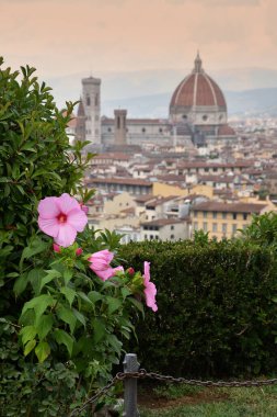 Floransa 'da Michelangelo Meydanı' nda Santa Maria del Fiore Katedrali 'ne bakan bir bahçede bulunan güzel pembe amber çiçeği. İtalya.